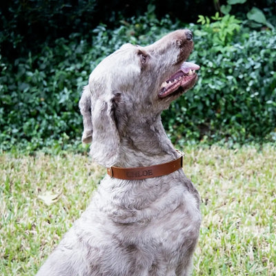 Leather Dog Collars - Personalized Leather Dog Collar