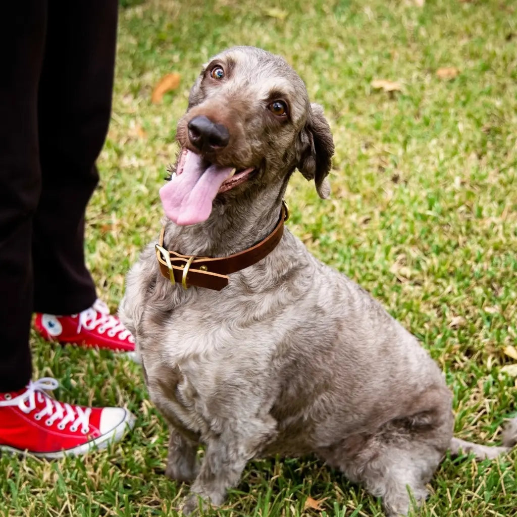 Leather Dog Collars - Personalized Leather Dog Collar