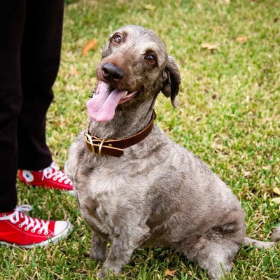 Leather Dog Collars - Personalized Leather Dog Collar